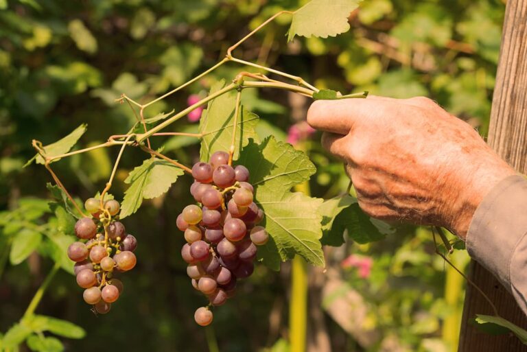 Elderly hand holding a grapevine with two clusters of ripening grapes in warm sunlight.