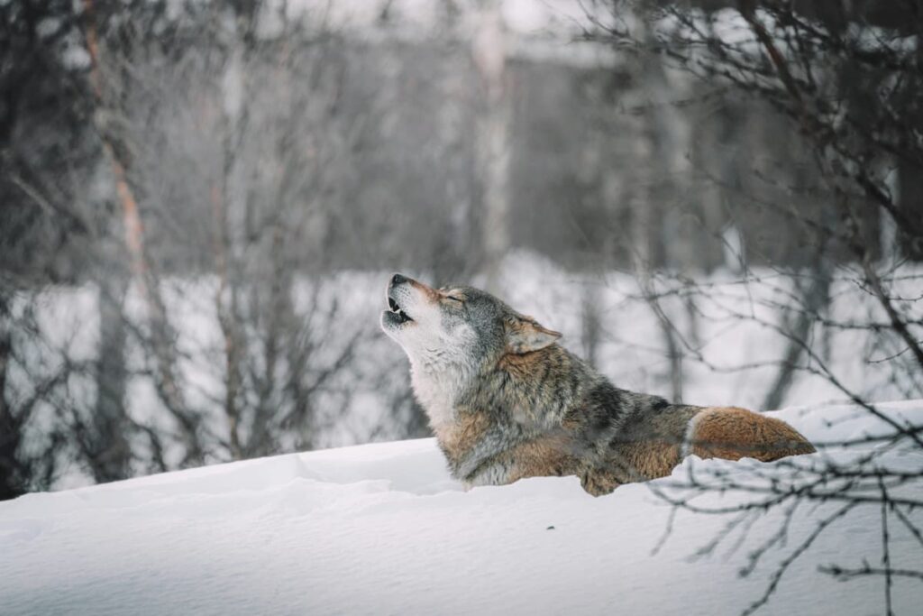 Wolf howling in a snowy forest, representing the danger of false teachers who threaten the flock while appearing harmless.