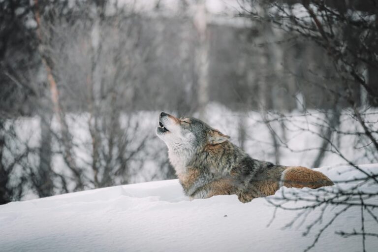 Wolf howling in a snowy forest, representing the danger of false teachers who threaten the flock while appearing harmless.